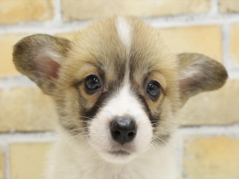広島県のウェルシュコーギーペンブローク (ワンラブ呉焼山店/2024年3月3日生まれ/女の子/レッドホワイト)の子犬
