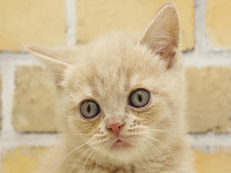 熊本県のブリティッシュショートヘアー (ワンラブゆめタウンはません店/2024年3月3日生まれ/男の子/クリーム)の子猫