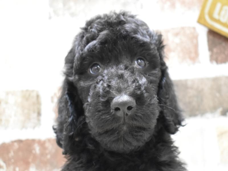 広島県のスタンダードプードル (ワンラブTHE OUTLETS HIROSHIMA店/2024年3月6日生まれ/男の子/ブラック)の子犬