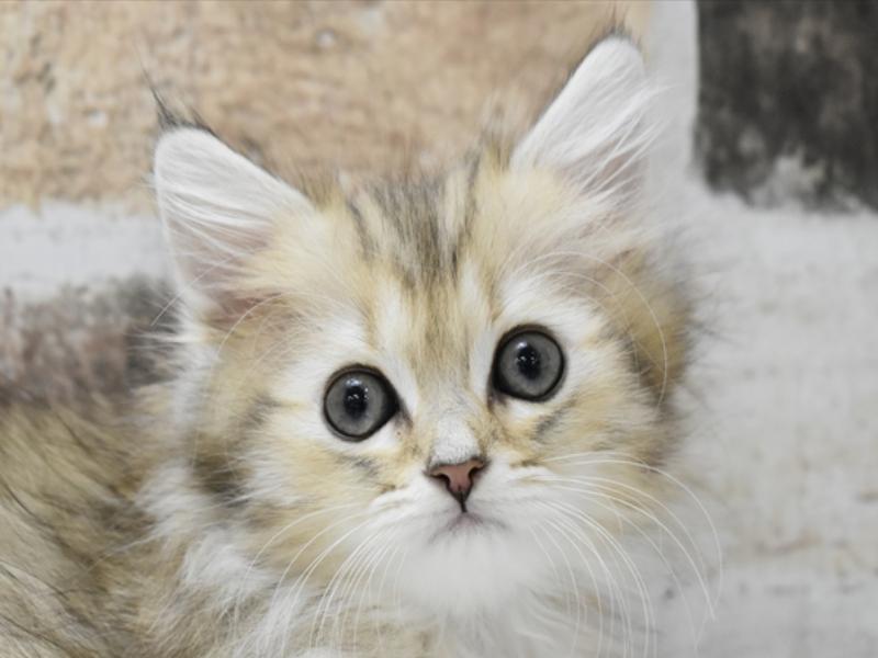 広島県のミヌエット (ワンラブカインズ広島LECT店/2024年2月28日生まれ/女の子/ブラウンタビー)の子猫