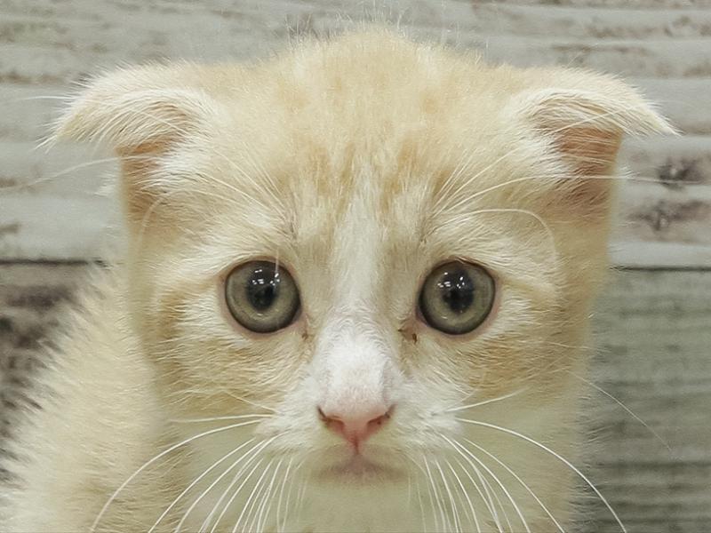 富山県のスコティッシュフォールド (ワンラブアピア富山店/2024年3月10日生まれ/男の子/クリームタビーホワイト)の子猫