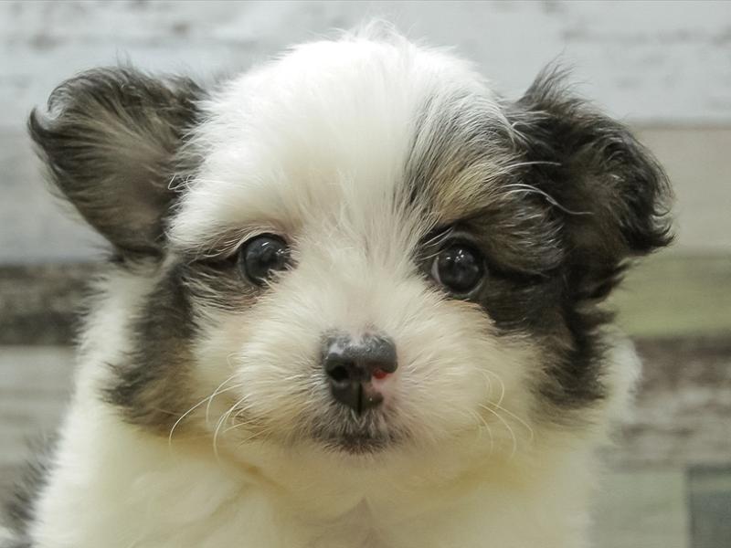 三重県のハーフ犬 (ワンラブMEGA ドン・キホーテ四日市店/2024年3月9日生まれ/女の子/ホワイトブラックタン)の子犬