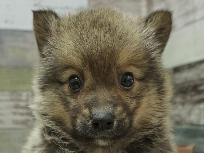 岩手県のハーフ犬 (ワンラブイオンモール盛岡店/2024年3月9日生まれ/男の子/セーブル)の子犬