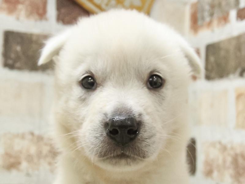 愛知県の紀州犬 (ワンラブイオンモール常滑店/2024年3月9日生まれ/男の子/白)の子犬