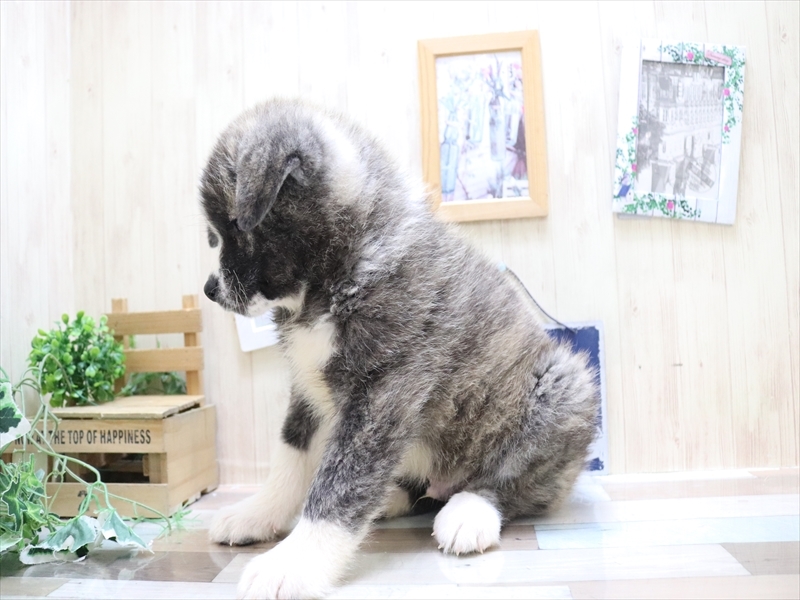 2024年3月10日生まれの秋田犬の3枚目の写真