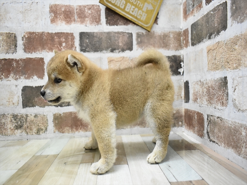 2024年3月14日生まれの柴犬(標準サイズ)の3枚目の写真