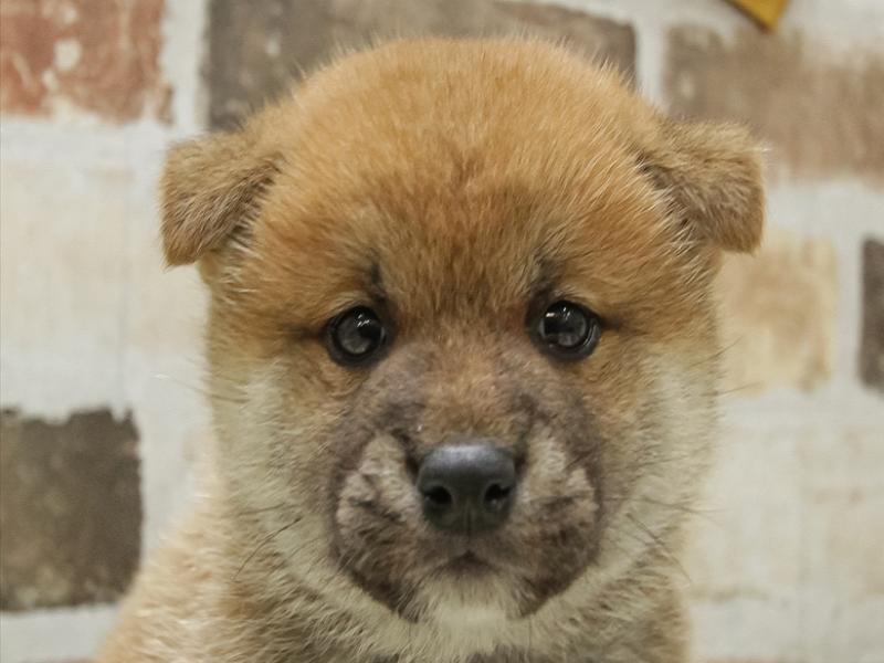 2024年3月14日生まれの柴犬(標準サイズ)の1枚目の写真