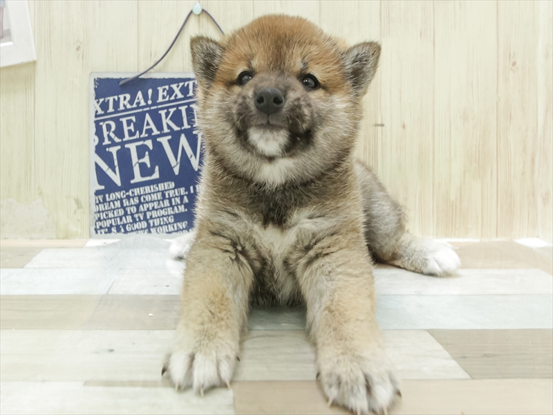 2024年3月16日生まれの柴犬(標準サイズ)の3枚目の写真