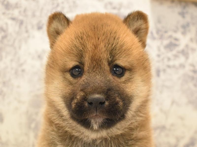 2024年3月18日生まれの柴犬(標準サイズ)の1枚目の写真