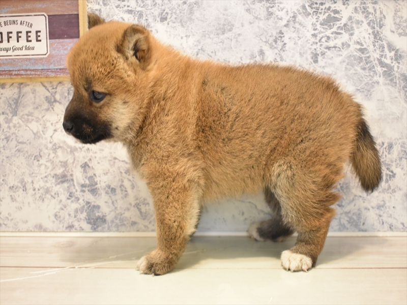 2024年3月18日生まれの柴犬(標準サイズ)の3枚目の写真