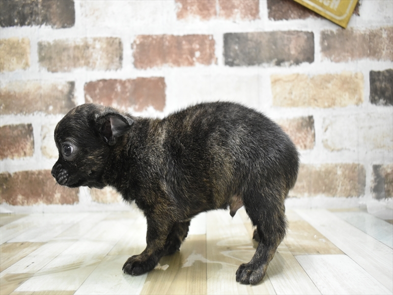 2024年3月17日生まれのハーフ犬の3枚目の写真