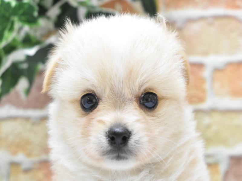 神奈川県のハーフ犬 (ワンラブコピオ相模原インター店/2024年3月18日生まれ/女の子/クリームホワイト)の子犬