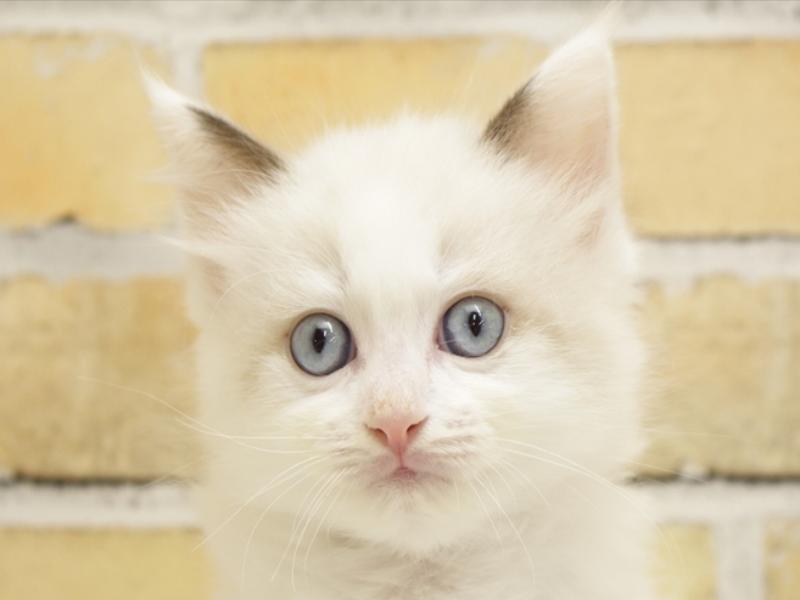熊本県のラグドール (ワンラブカインズ熊本宇土店/2024年3月18日生まれ/男の子/ブルーポイントバイカラー)の子猫