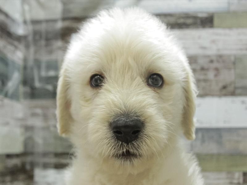 愛知県のハーフ犬 (ワンラブイオンモール常滑店/2024年3月22日生まれ/男の子/クリーム)の子犬