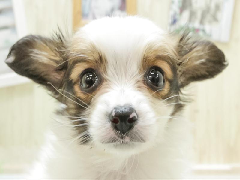 福岡県のパピヨン (ワンラブ九州統括管理センター/2024年3月21日生まれ/男の子/ホワイトブラウン)の子犬