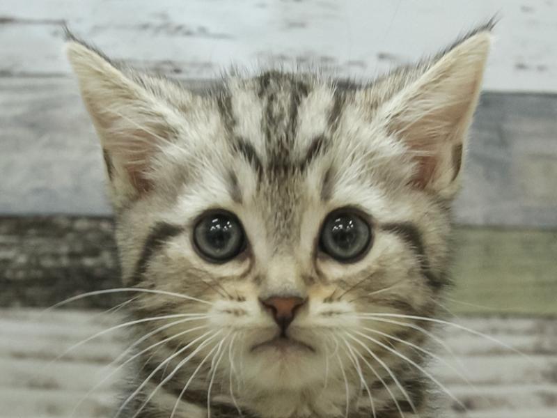 富山県のアメリカンショートヘアー (ワンラブ富山ファボーレ店/2024年3月29日生まれ/男の子/シルバータビー)の子猫