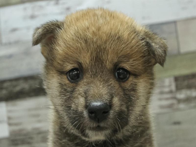 富山県の柴犬(標準サイズ) (ワンラブ富山ファボーレ店/2024年3月29日生まれ/女の子/赤)の子犬