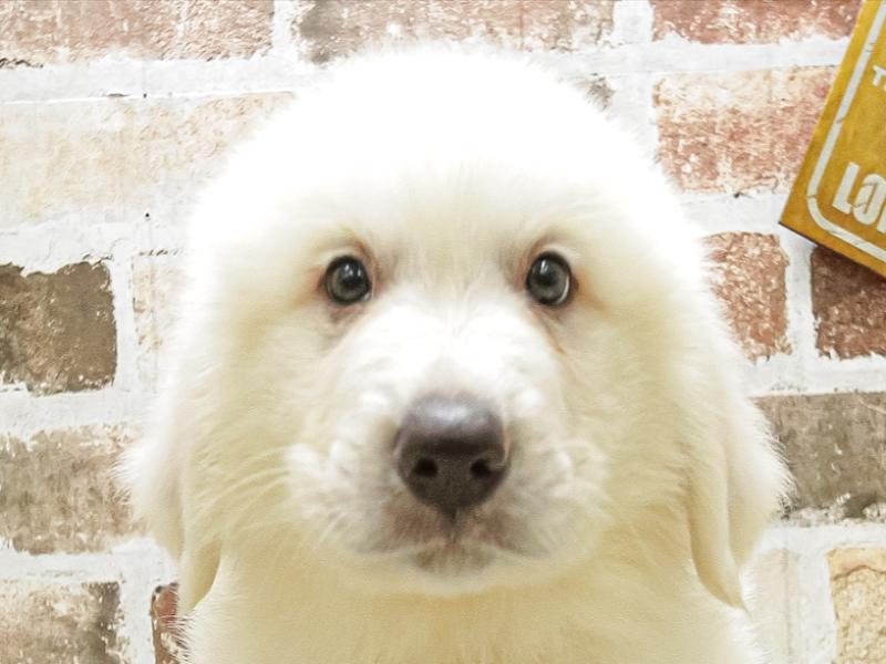 愛知県のグレートピレニーズ (ワンラブイオンモール常滑店/2024年3月30日生まれ/男の子/ホワイト)の子犬
