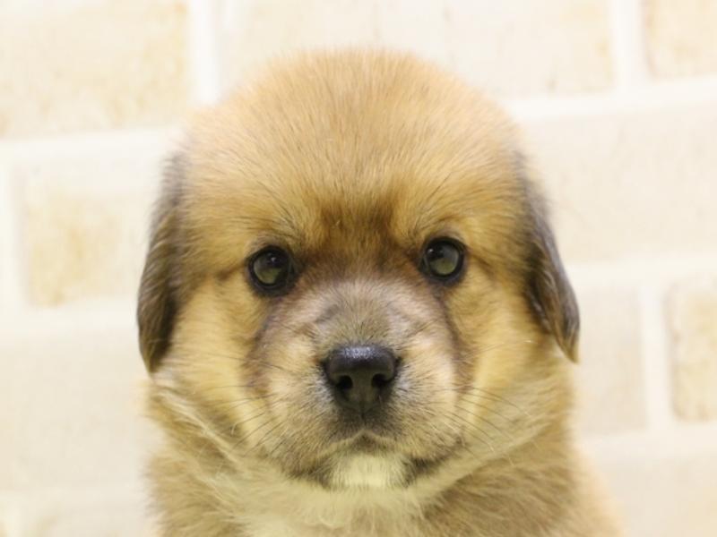 2024年4月1日生まれのハーフ犬の1枚目の写真