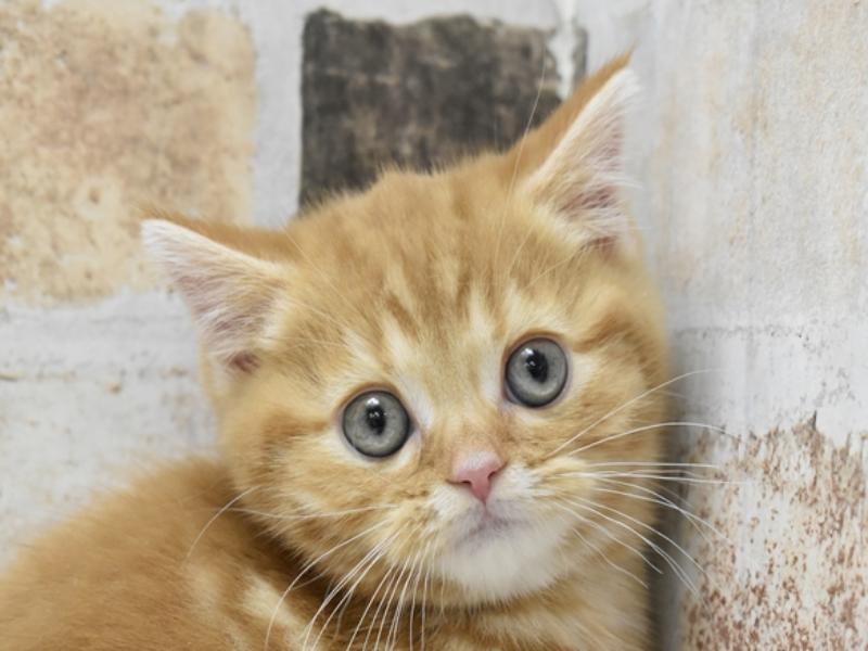 宮崎県のスコティッシュフォールド (ワンラブｽｰﾊﾟｰｾﾝﾀｰﾆｼﾑﾀ五十市店/2024年3月25日生まれ/男の子/レッドタビー)の子猫