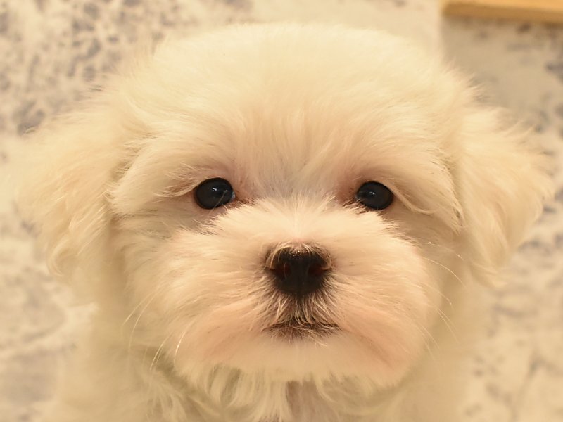 静岡県のマルチーズ (ワンラブ浜松本店/2024年4月1日生まれ/男の子/ホワイト)の子犬