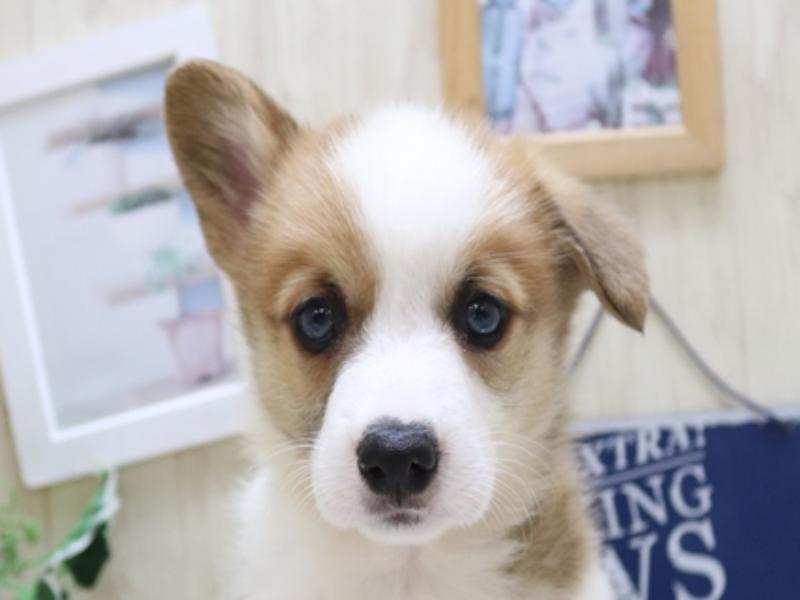 滋賀県のウェルシュコーギーペンブローク (ワンラブイオンタウン彦根店/2024年4月4日生まれ/男の子/レッドホワイト)の子犬