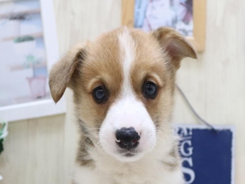 和歌山県のウェルシュコーギーペンブローク (ワンラブイズミヤ和歌山店/2024年4月4日生まれ/男の子/レッドホワイト)の子犬