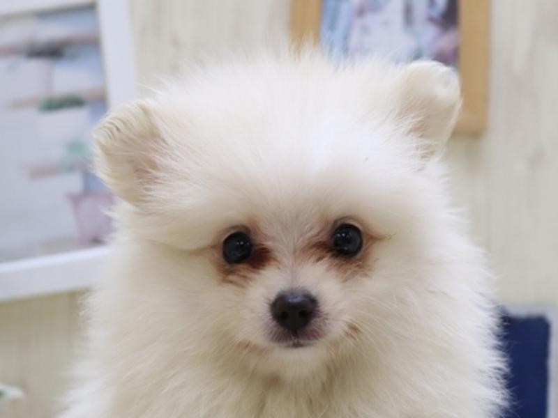 京都府のポメラニアン (ワンラブMOMOテラス店/2024年4月7日生まれ/男の子/クリームホワイト)の子犬