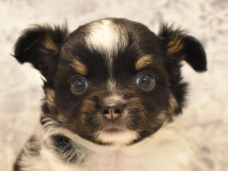 奈良県のチワワ(ロング) (ワンラブミ・ナーラ奈良店/2024年4月6日生まれ/男の子/ブラックタンホワイト)の子犬