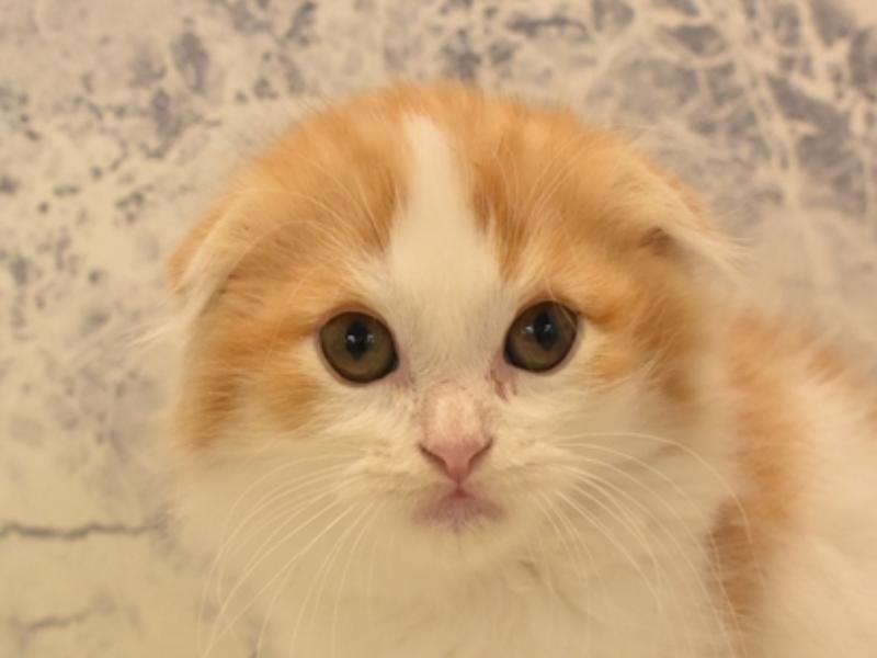 神奈川県のスコティッシュフォールド (ワンラブららぽーと海老名店/2024年4月8日生まれ/男の子/レッドホワイト)の子猫