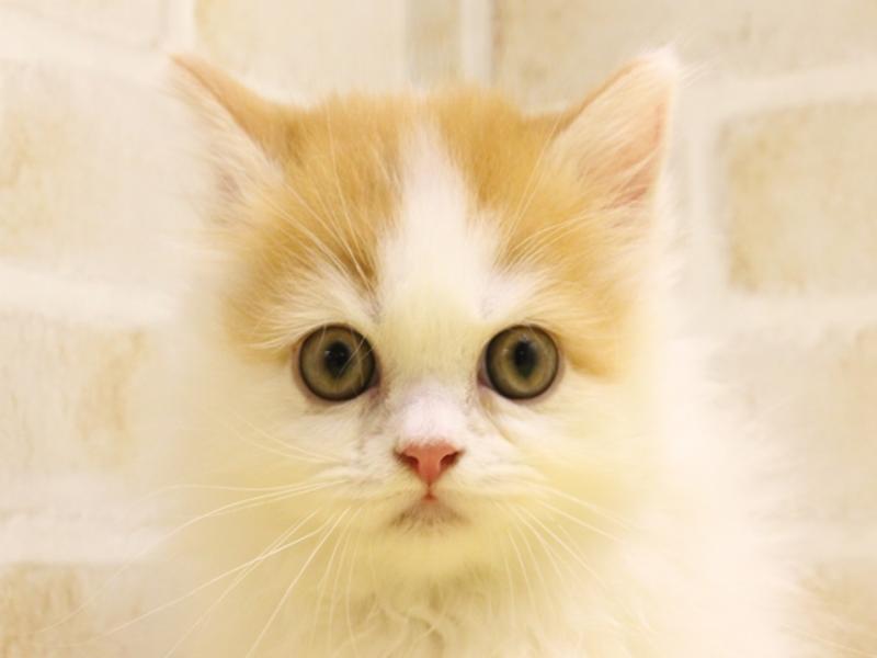 東京都のミヌエット (ワンラブららぽーと立川立飛店/2024年3月29日生まれ/男の子/レッドタビーホワイト)の子猫