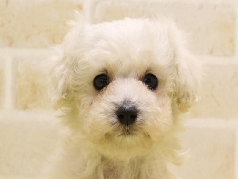 神奈川県のティーカッププードル (ワンラブTHE OUTLETS  湘南平塚店/2024年4月5日生まれ/女の子/ホワイト)の子犬