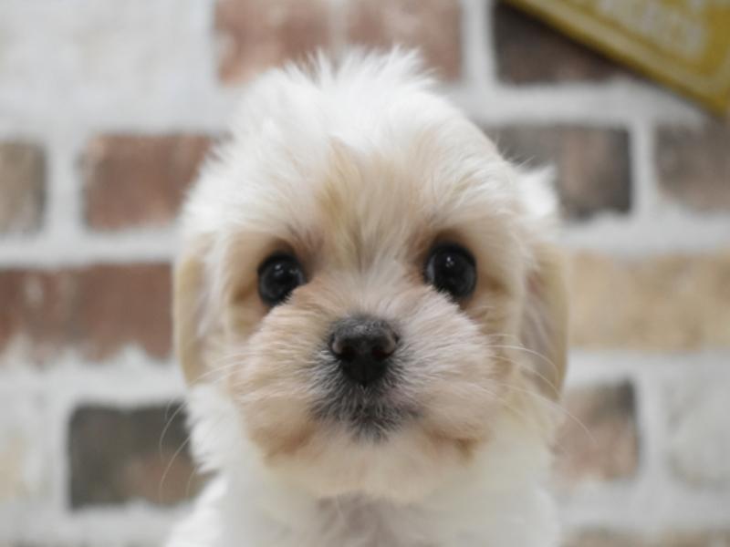 愛知県のハーフ犬 (ワンラブアクロスプラザ稲沢店/2024年4月9日生まれ/男の子/ホワイトクリーム)の子犬