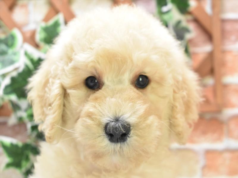 神奈川県のスタンダードプードル (ワンラブカインズ三浦店/2024年4月8日生まれ/男の子/クリーム)の子犬