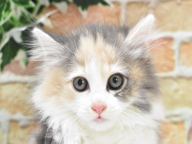 和歌山県のノルウェージャンフォレストキャット (ワンラブイズミヤ和歌山店/2024年4月3日生まれ/女の子/ダイリュートキャリコ)の子猫