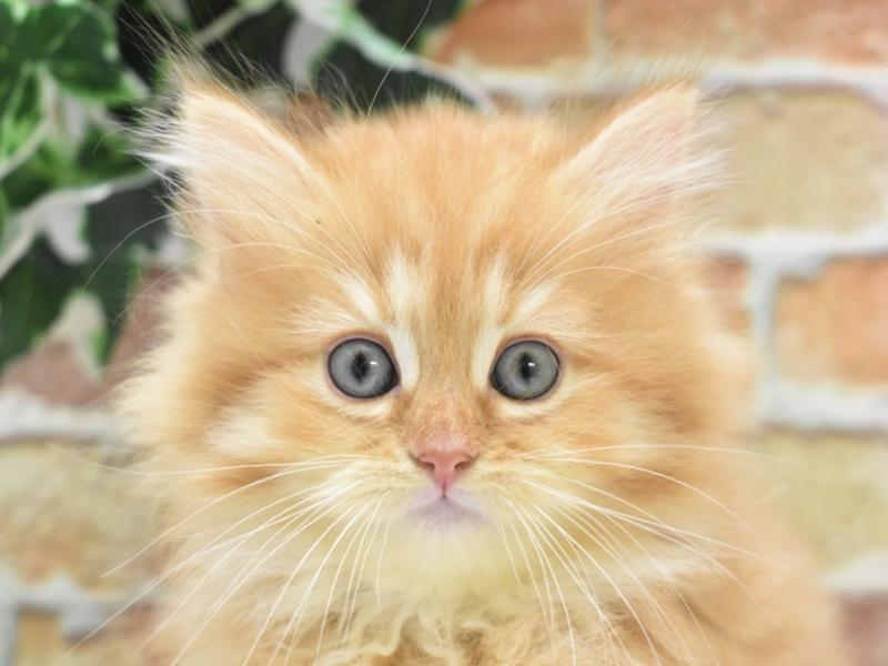 神奈川県のブリティッシュロングヘアー (ワンラブららぽーと海老名店/2024年4月1日生まれ/男の子/レッドタビー)の子猫