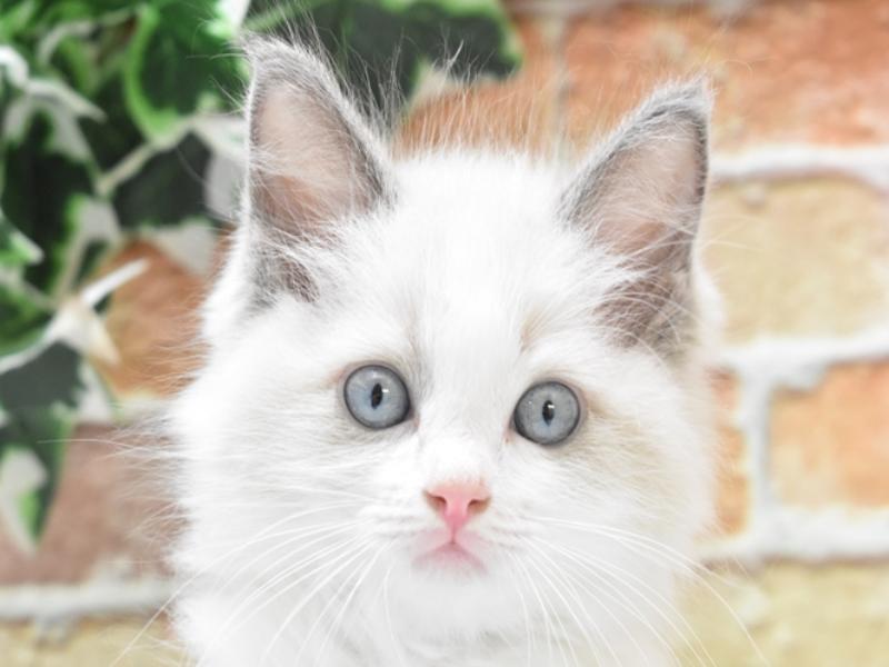 奈良県のラグドール (ワンラブミ・ナーラ奈良店/2024年4月7日生まれ/男の子/ブルーポイントバイカラー)の子猫