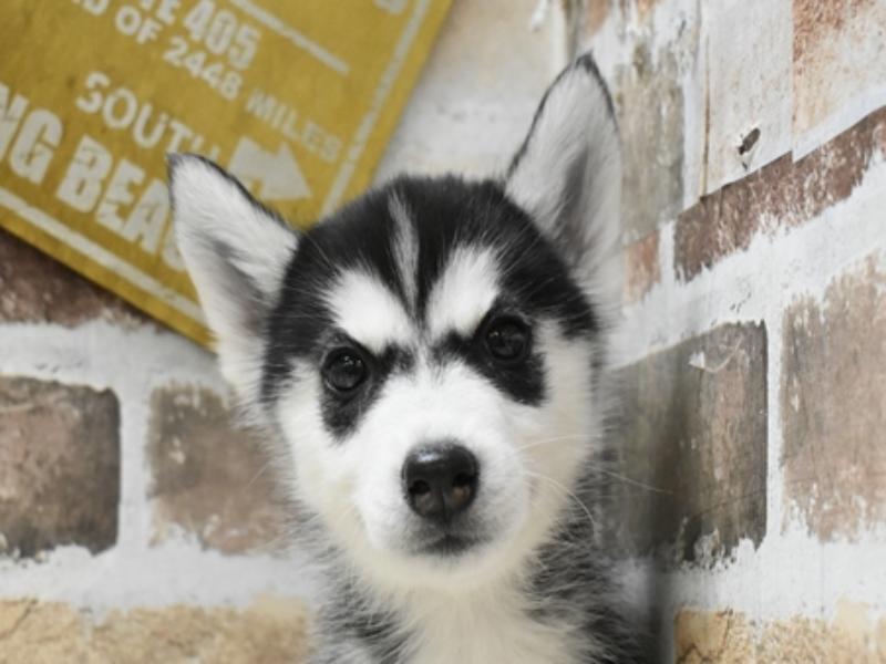 三重県のシベリアンハスキー (ワンラブホームセンターバロー久居店/2024年4月5日生まれ/女の子/ブラックホワイト)の子犬