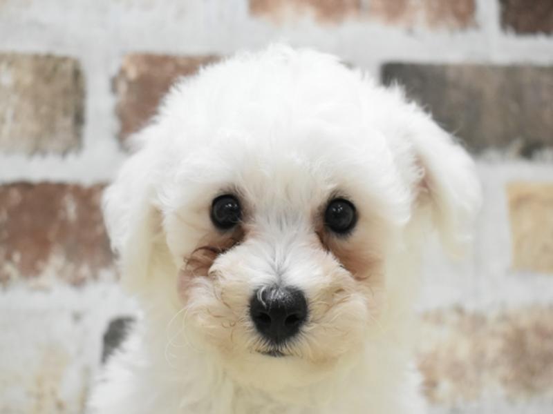 京都府のビションフリーゼ (ワンラブMOMOテラス店/2024年4月10日生まれ/男の子/ホワイト)の子犬
