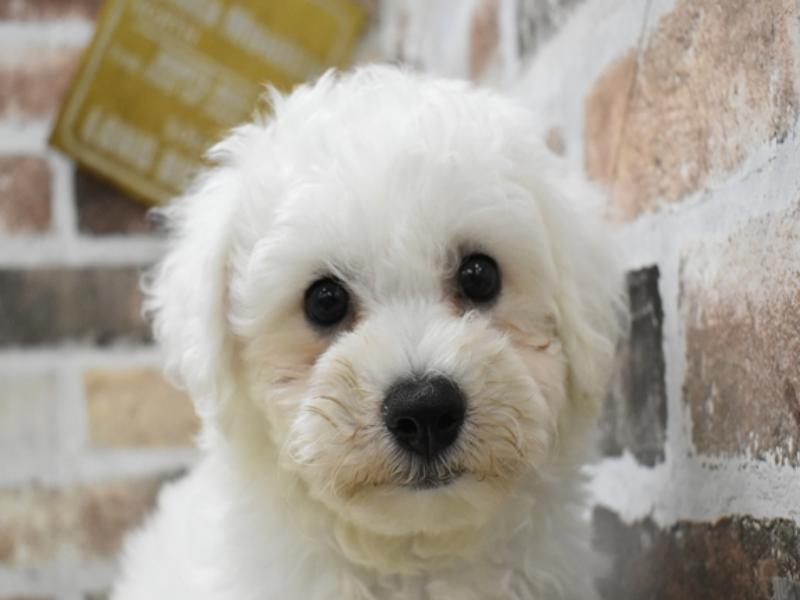 愛知県のビションフリーゼ (ワンラブドン・キホーテ安城店/2024年4月10日生まれ/男の子/ホワイト)の子犬