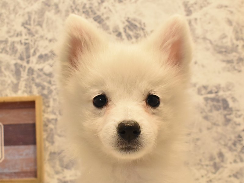 広島県の日本スピッツ (ワンラブカインズ広島LECT店/2024年4月8日生まれ/女の子/ホワイト)の子犬