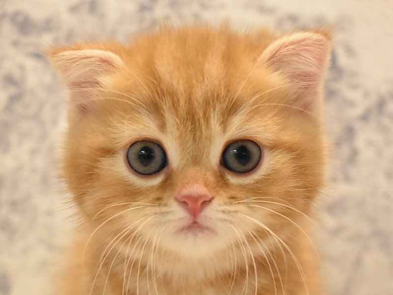 神奈川県のスコティッシュフォールド (ワンラブLICOPA 川崎店/2024年4月10日生まれ/女の子/レッドタビー)の子猫