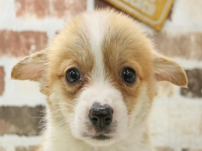 愛知県のウェルシュコーギーペンブローク (ワンラブ星崎店/2024年4月12日生まれ/女の子/レッドホワイト)の子犬