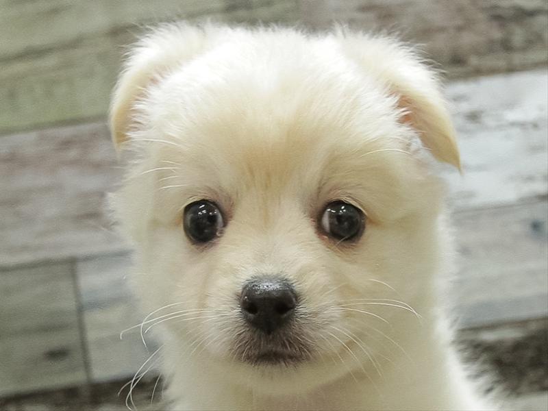 愛知県のハーフ犬 (ワンラブ名古屋守山インター総本店/2024年4月12日生まれ/女の子/クリームホワイト)の子犬