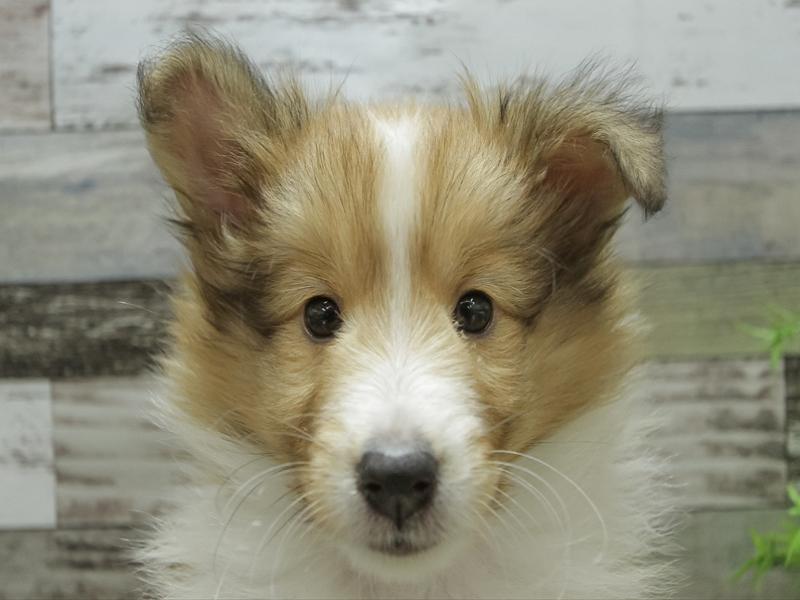奈良県のシェットランドシープドッグ (ワンラブミ・ナーラ奈良店/2024年4月13日生まれ/男の子/セーブルホワイト)の子犬