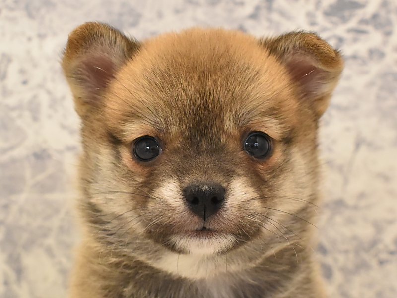 神奈川県のハーフ犬 (ワンラブLICOPA 川崎店/2024年4月13日生まれ/男の子/赤)の子犬