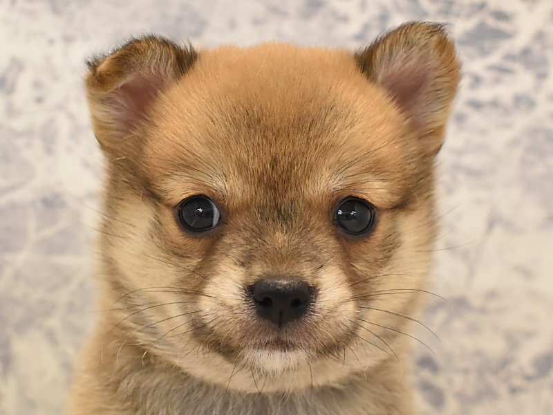 東京都のハーフ犬 (ワンラブ有明ガーデン東京本店/2024年4月13日生まれ/男の子/赤)の子犬