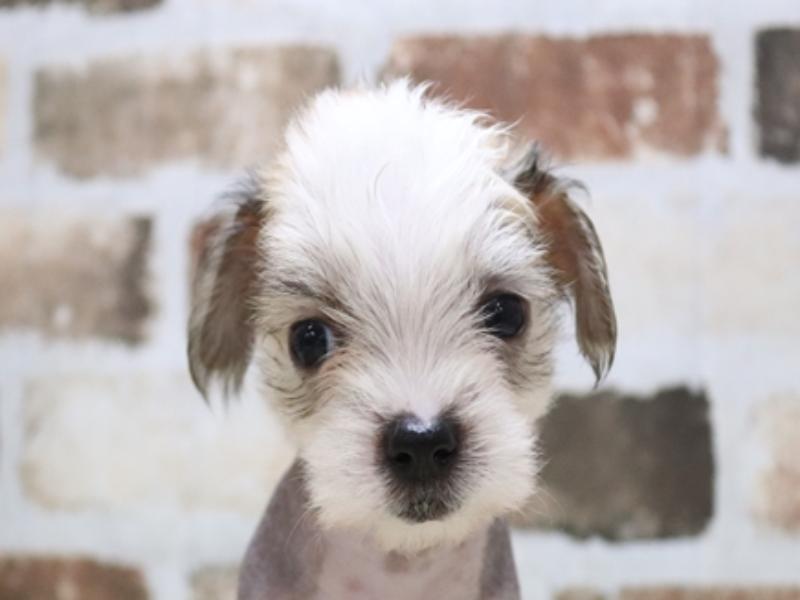 三重県のハーフ犬 (ワンラブホームセンターバロー久居店/2024年4月15日生まれ/女の子/ブラウンホワイト)の子犬