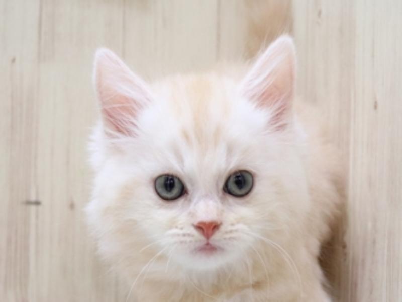 長野県のスコティッシュストレート (ワンラブアリオ上田店/2024年4月16日生まれ/男の子/クリームタビー)の子猫