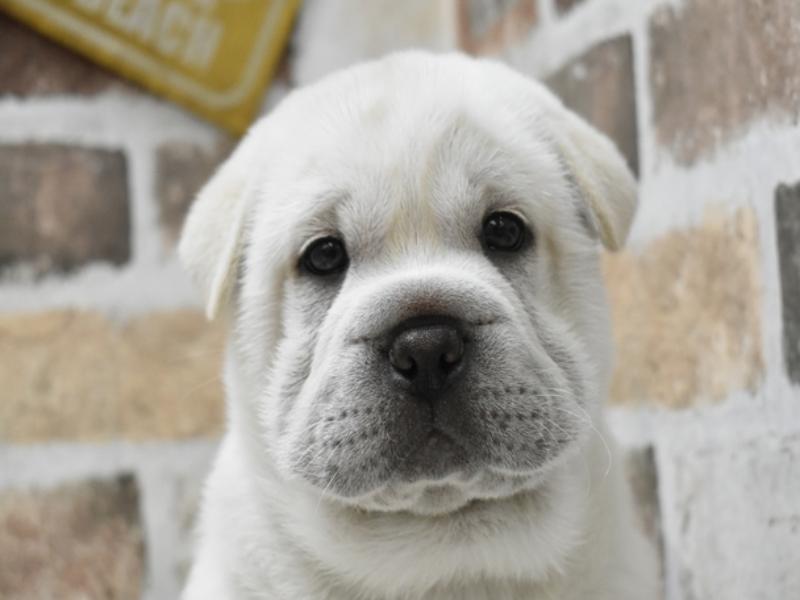 2024年4月18日生まれのハーフ犬の1枚目の写真